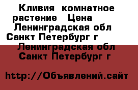 Кливия- комнатное растение › Цена ­ 150 - Ленинградская обл., Санкт-Петербург г.  »    . Ленинградская обл.,Санкт-Петербург г.